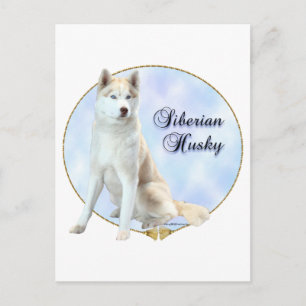 Carte Postale Portrait sibérien Husky