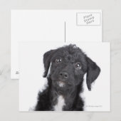 Carte Postale Portrait studio de black jack-a-doodle (Devant / Derrière)