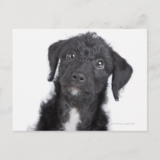 Carte Postale Portrait studio de black jack-a-doodle (Devant)