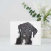 Carte Postale Portrait studio de black jack-a-doodle (Debout devant)