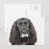 Carte Postale Portrait studio de cocker spaniel (Devant / Derrière)