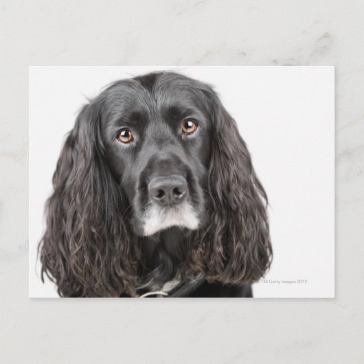 Carte Postale Portrait studio de cocker spaniel (Devant)