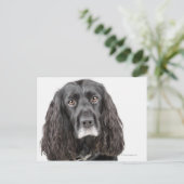 Carte Postale Portrait studio de cocker spaniel (Debout devant)