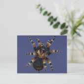 Carte Postale Portrait Tarantula (Debout devant)