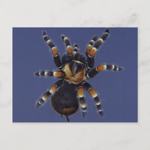 Carte Postale Portrait Tarantula