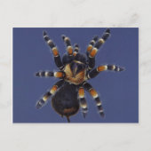 Carte Postale Portrait Tarantula (Devant)