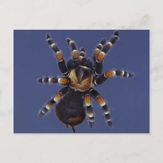 Carte Postale Portrait Tarantula (Devant)