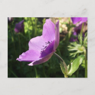 Carte Postale Poscard du jardin d'anémones