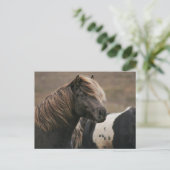 Carte Postale Pose Cheval Brown (Debout devant)