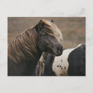 Carte Postale Pose Cheval Brown