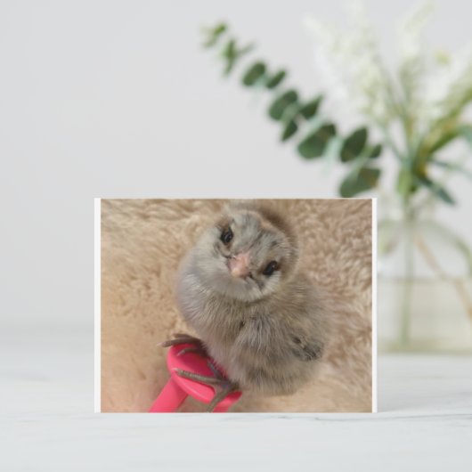 Carte Postale Pose comme un poulet (Debout devant)