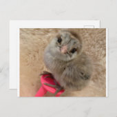 Carte Postale Pose comme un poulet (Devant / Derrière)