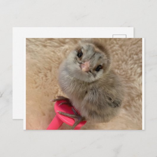 Carte Postale Pose comme un poulet (Devant / Derrière)