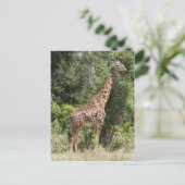 Carte Postale pose de girafe (Debout devant)