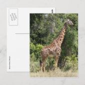 Carte Postale pose de girafe (Devant / Derrière)