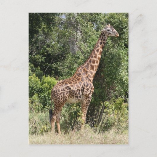 Carte Postale pose de girafe (Devant)