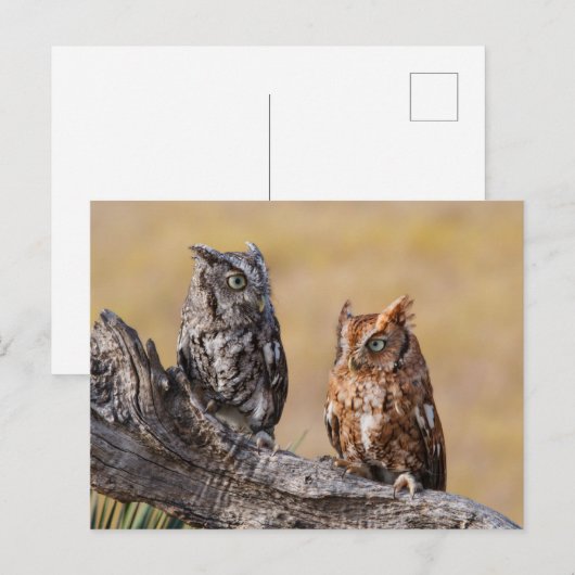 Carte Postale Pose de l'arbre à vis de l'est (Devant / Derrière)