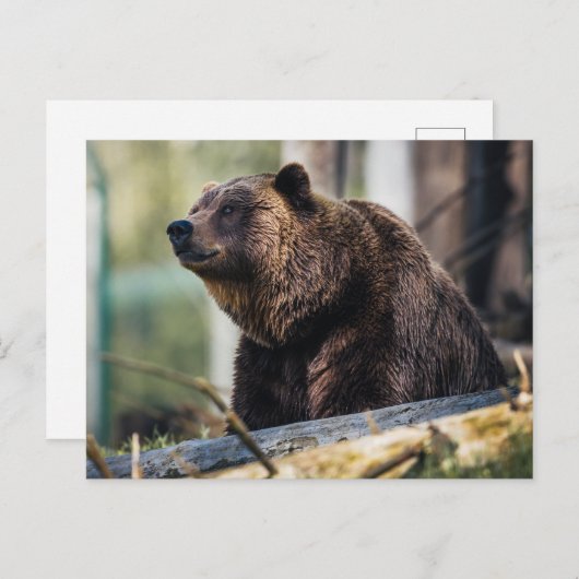 Carte Postale Pose d'ours Brown (Devant / Derrière)