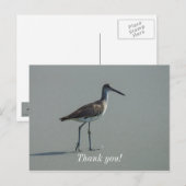 Carte Postale Pose du chevalier bécasseau (Devant / Derrière)