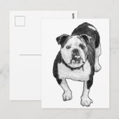 Carte Postale Pose frontale, note calme Bulldog (Devant / Derrière)