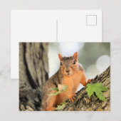 Carte Postale Pose parfaite (Devant / Derrière)