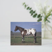 Carte Postale Position de cheval d'Appaloosa (Debout devant)