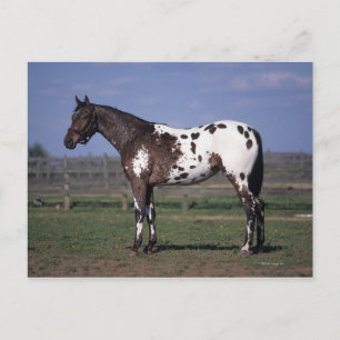 Carte Postale Position de cheval d'Appaloosa
