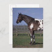 Carte Postale Position de cheval d'Appaloosa (Devant / Derrière)