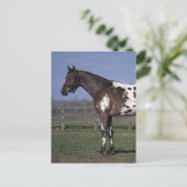 Carte Postale Position de cheval d'Appaloosa (Debout devant)