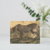Carte Postale position du guépard (Debout devant)