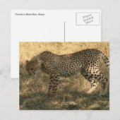 Carte Postale position du guépard (Devant / Derrière)