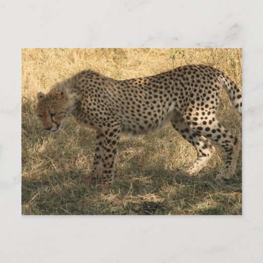 Carte Postale position du guépard (Devant)