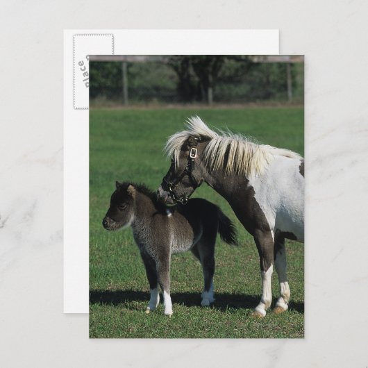 Carte Postale Position miniature de jument et de poulain (Devant / Derrière)