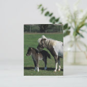 Carte Postale Position miniature de jument et de poulain (Debout devant)