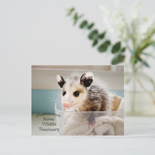 Carte postale Possum (Debout devant)