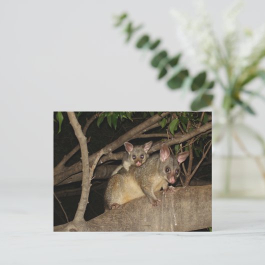 Carte Postale Possum Brushtail (Debout devant)