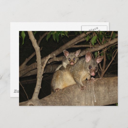Carte Postale Possum Brushtail (Devant / Derrière)
