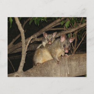 Carte Postale Possum Brushtail