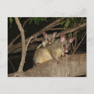 Carte Postale Possum Brushtail