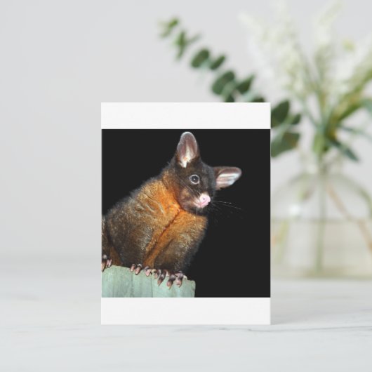 Carte Postale Possum la nuit (Debout devant)