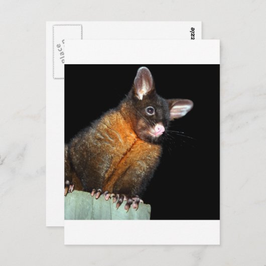 Carte Postale Possum la nuit (Devant / Derrière)