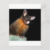 Carte Postale Possum la nuit (Devant)