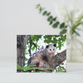Carte Postale Possum, maman et bébés (Debout devant)