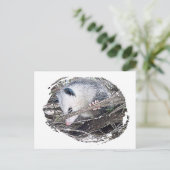 Carte Postale Possum Opossum (Debout devant)