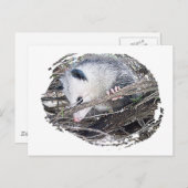 Carte Postale Possum Opossum (Devant / Derrière)