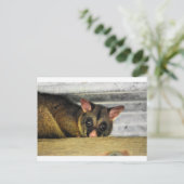 CARTE POSTALE POSSUM QUÉENLAND AUSTRALIE (Debout devant)