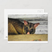 CARTE POSTALE POSSUM QUÉENLAND AUSTRALIE (Devant / Derrière)
