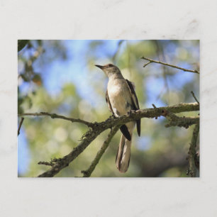 Carte Postale Post Card of Texas State Bird:  Mockingbird