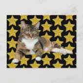 Carte Postale Post-croisement - Annie's Star : Cat Postcard (Devant)