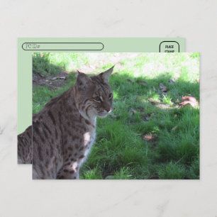 Carte Postale Post-croisement - Beau Bobcat dans un champ